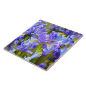 Levendige Paarse Irises in mei Tegeltje (Zijkant)