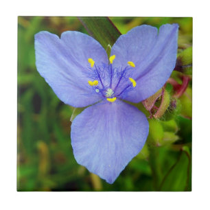 Levendige Paarse Spiderwort Bloemen Foto Keramisch Tegeltje