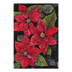 Levendige poinsettia in de Waterverf Foto Afdruk