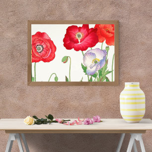Levendige Poppies op Wit Foto Afdruk