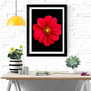 Levendige rode dahlia foto afdruk