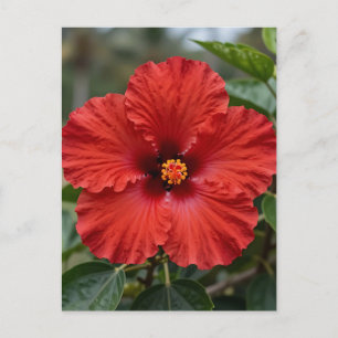Levendige Rode Hibiscus Tropische Bloei Briefkaart