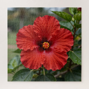 Levendige Rode Hibiscus Tropische Bloei Legpuzzel