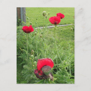Levendige Rode Klaprozen in Bloei Briefkaart