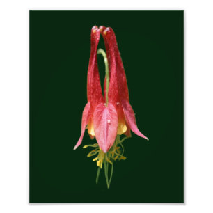 Levendige Rode Wilde Columbine Bloem 8x10 Foto Afdruk