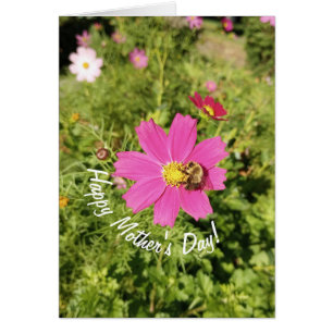 Levendige Roze Cosmos Bloem Moederdagkaart