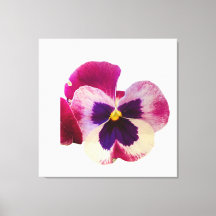Levendige roze en paarse viooltjesbloem foto canva