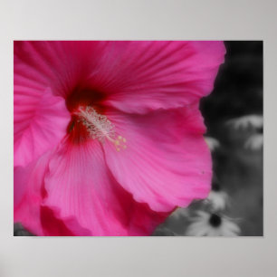 Levendige roze hibiscus bloem gedeeltelijke kleur poster