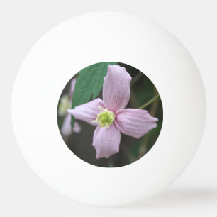 Levendige roze tuinbloem. pingpongballen