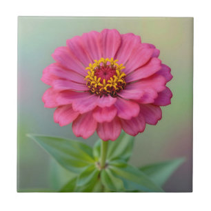 Levendige Roze Zinnia Bloem Macro Botanisch Tegeltje