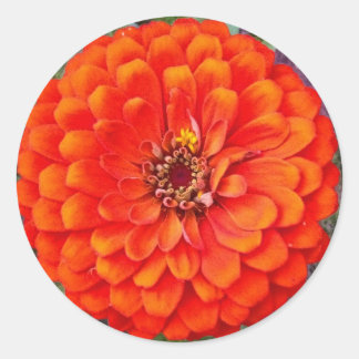 Levendige Sinaasappel Zinnia Bloemen Stickers / ze