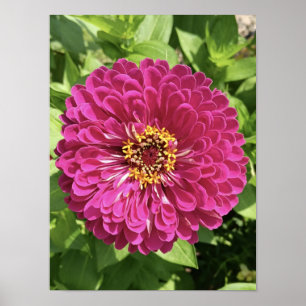 Levendige Zinnia Bloem Foto Poster
