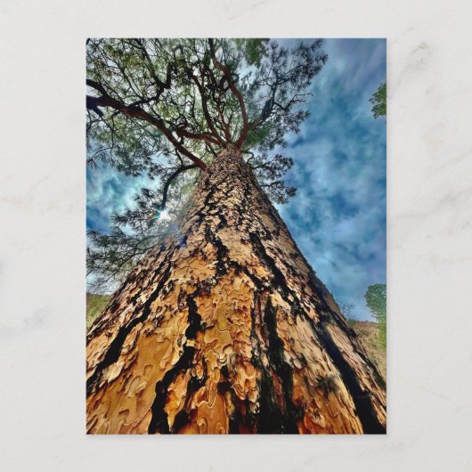 Levensboom Briefkaart (Voorkant)