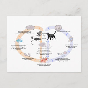 Levenscyclus briefkaart Diagram van Toxoplasma gon