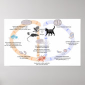 Levenscyclus poster Diagram van Toxoplasma gondii (Voorkant)