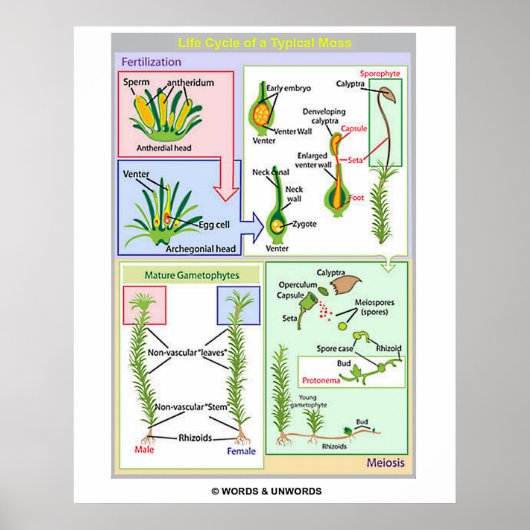 Levenscyclus van een typische beweging (Bryophyte) Poster (Voorkant)