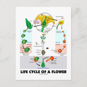 Levenscyclus van een ventilator (angiosperm) briefkaart