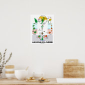 Levenscyclus van een ventilator (angiosperm) poster (Keuken)
