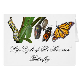 LEVENSCYCLUS VAN MONARCH