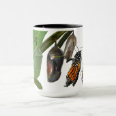 LEVENSCYCLUS VAN MONARCH MOK (Midden)