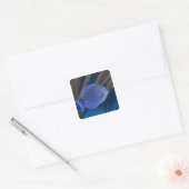 Levensduur onder water: Acanthurus coeruleus met z Vierkante Sticker (Envelop)