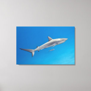 Levensduur onder water: Carcharhinus perezi zwemt  Canvas Afdruk