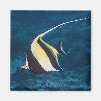 Levensduur onder water;FISH: een Moorachtig Idol (