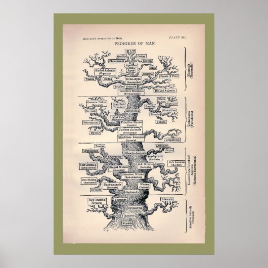 Levensloop / stamboom van Man Poster (Voorkant)