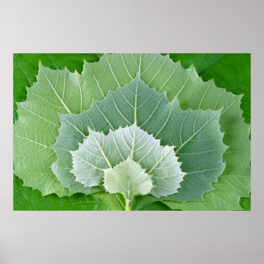 LEVENSSTADIA POSTER (Voorkant)