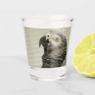 Levenwijdig Congo-Afrikaanse grijze papegaai Shot Glas