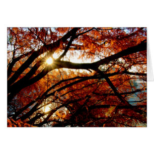 Lever de soleil à l'arborétum de Cox à Dayton,