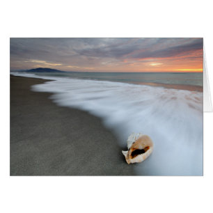 Lever Du Soleil Sur La Plage Et Un Coquillage
