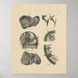 Leveranatomie 1880 Afdruk Poster