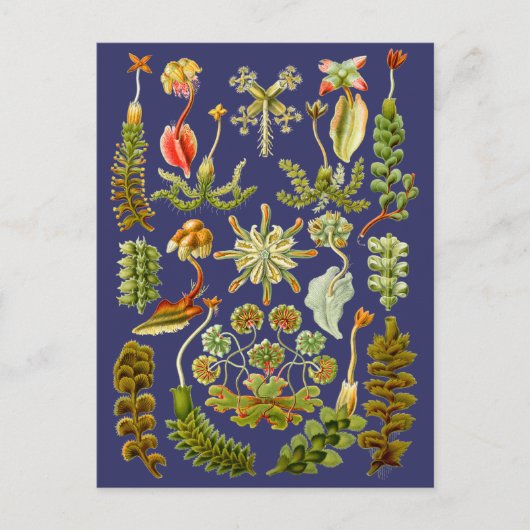 Levermos Briefkaart (Voorkant)