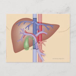 Levertransplantatieprocedure Briefkaart