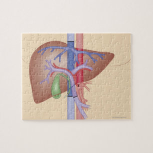 Levertransplantatieprocedure Legpuzzel