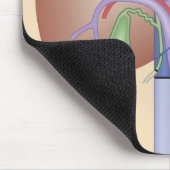 Levertransplantatieprocedure Muismat (Hoek)