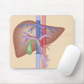 Levertransplantatieprocedure Muismat (Met muis)