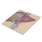 Levertransplantatieprocedure Tegeltje (Zijkant)