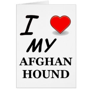 lévrier afghan