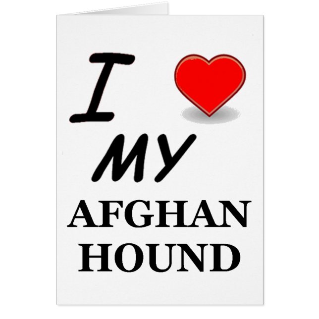 lévrier afghan (Devant)