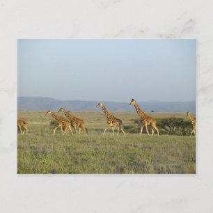 Lewa Wildlife Conservancy, Kenia Briefkaart