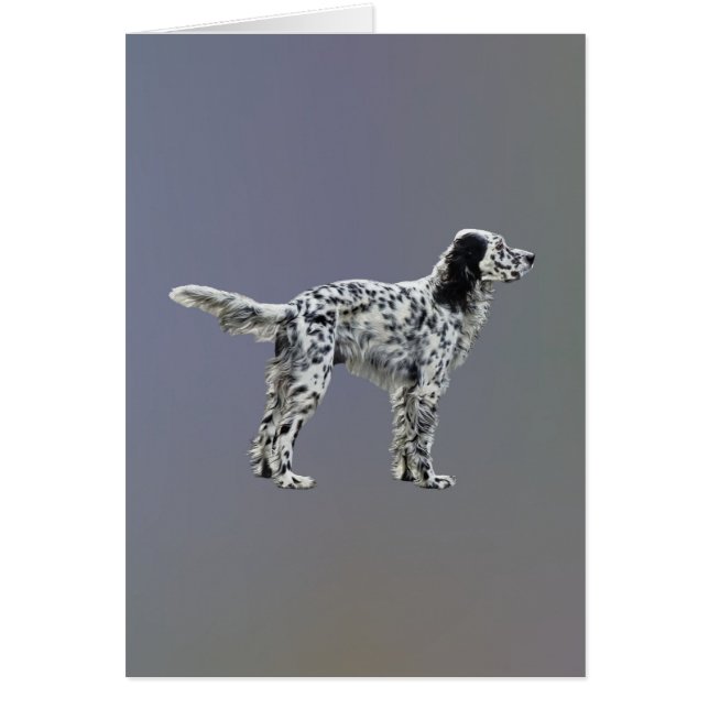 Lewellin Setter (Voorkant)