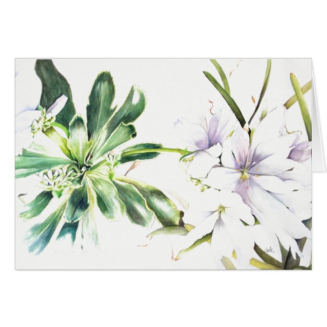 Lewisia cotyledon 'alba' (5 x 7 inch), + enveloppe (Voorkant Horizontaal)