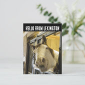 LEXINGTON KENTUCKY HORSE LACHEN GRAPPIG BRIEFKAART (Staand voorkant)