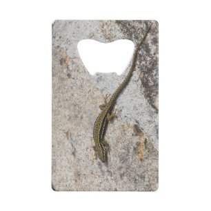 Lézard commun