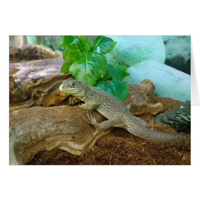 Lézard dans un Terrarium (Devant horizontal)