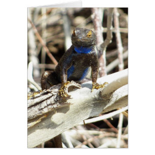 Lézard des clôtures du Grand Bassin à Joshua Tree