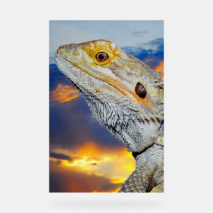 Lézard gris au coucher du soleil