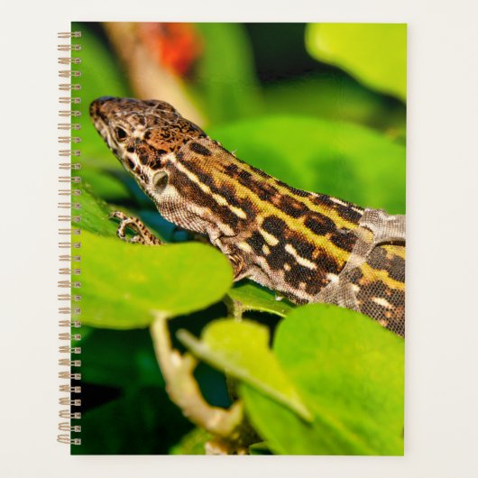 Lézard italien (Devant)